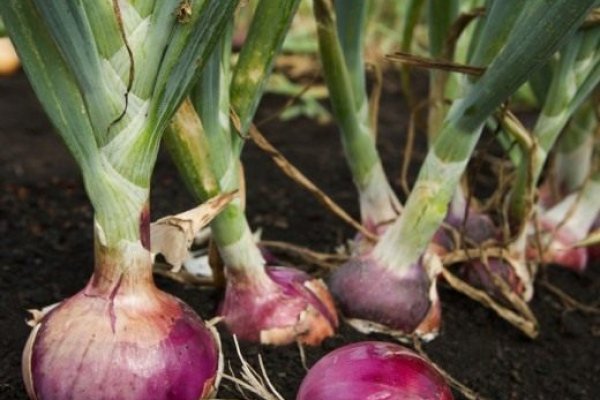 Даркнет маркет кракен onion